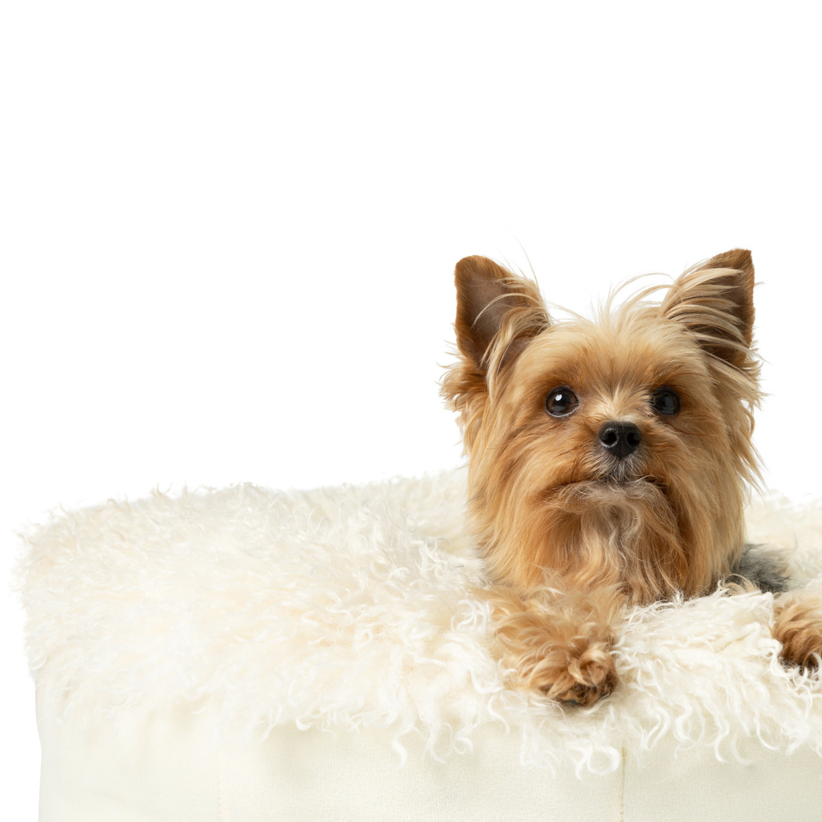 PupPouf plush sheep ivory donut dog bed product detail