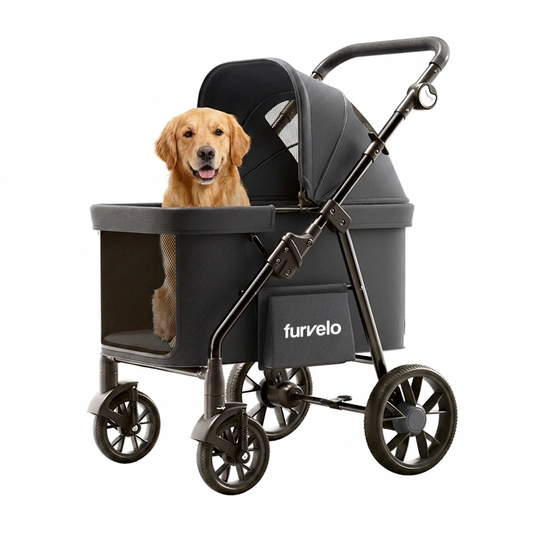 Black Furvelo Wagon pet stroller with a golden retriever standing in the cabin