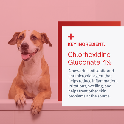 Chlorhexidine 4% Medicated Shampoo for Dogs & Cats by SensoVet - product detail image 4
