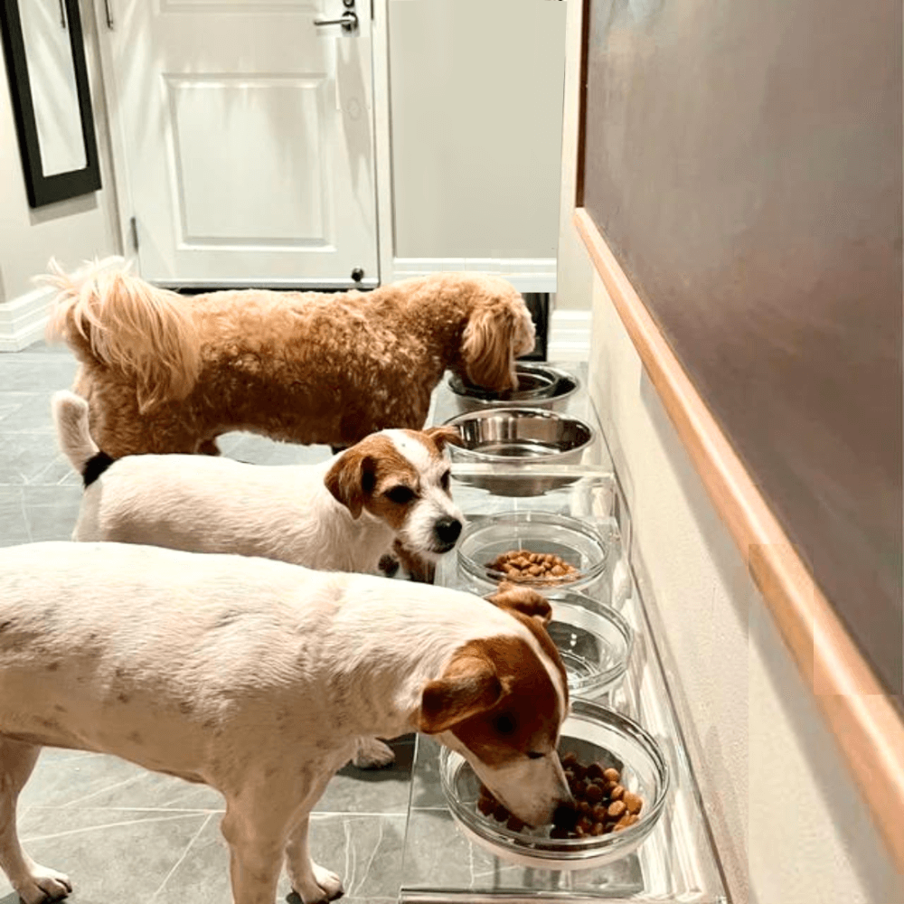 Tall Clear Double Feeder with Silver Bowls