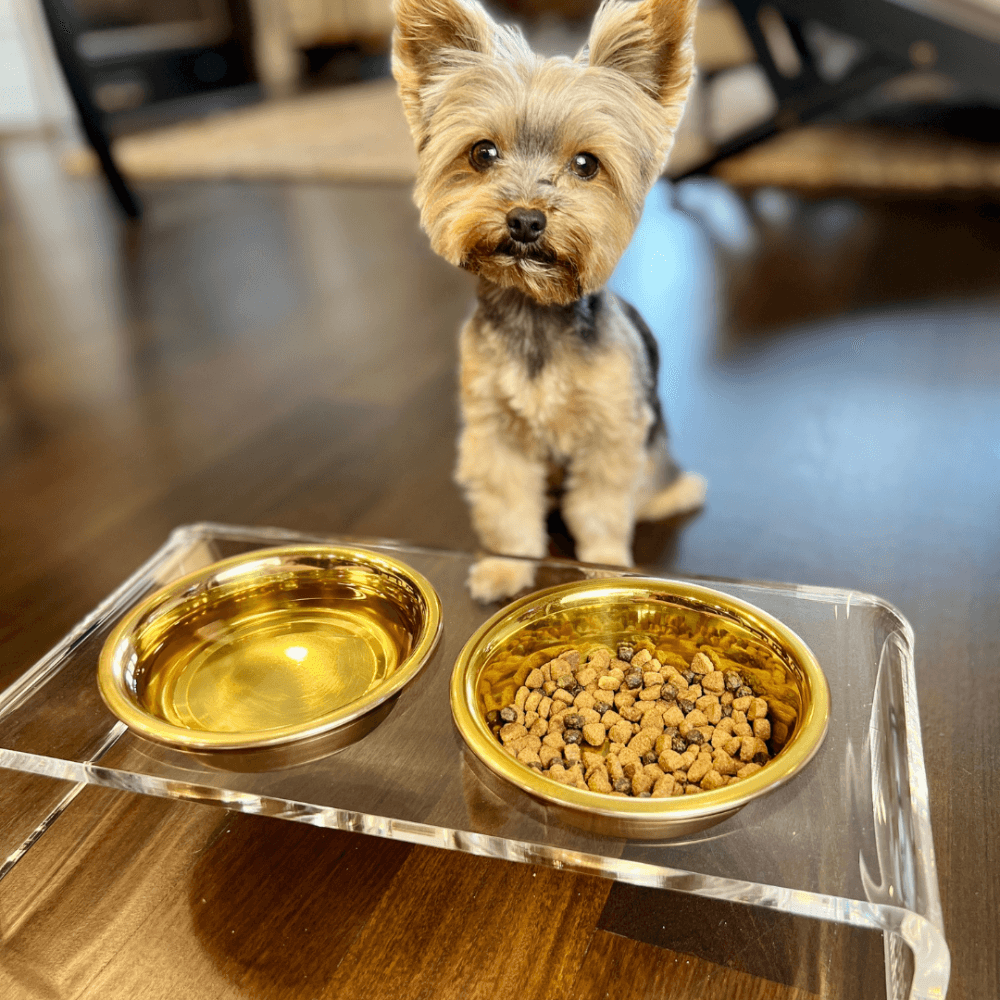 Clear acrylic Hiddin dog feeder product detail