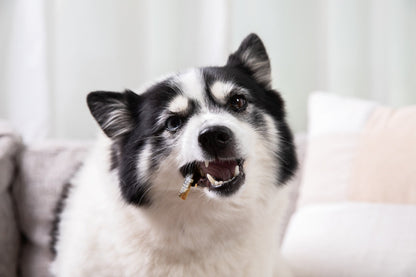 Additional view of Salmon Skin Dental Chews for Dogs and Cats