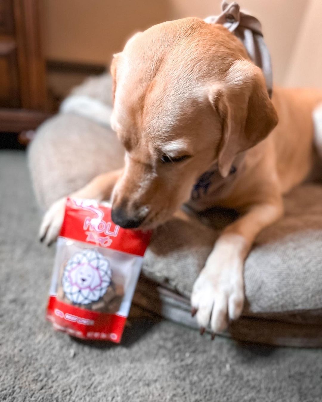 Dog pictured with HOLI Freeze-Dried Beef Liver Dog Treats