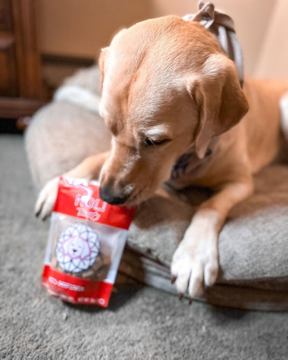 Dog pictured with HOLI Freeze-Dried Beef Liver Dog Treats