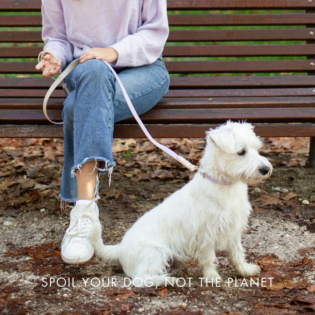 London Vegan Leather Dog Collar