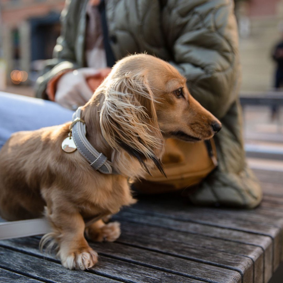 London Vegan Leather Dog Collar