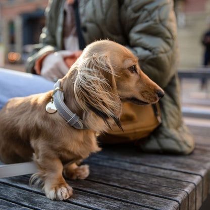 London Vegan Leather Dog Collar