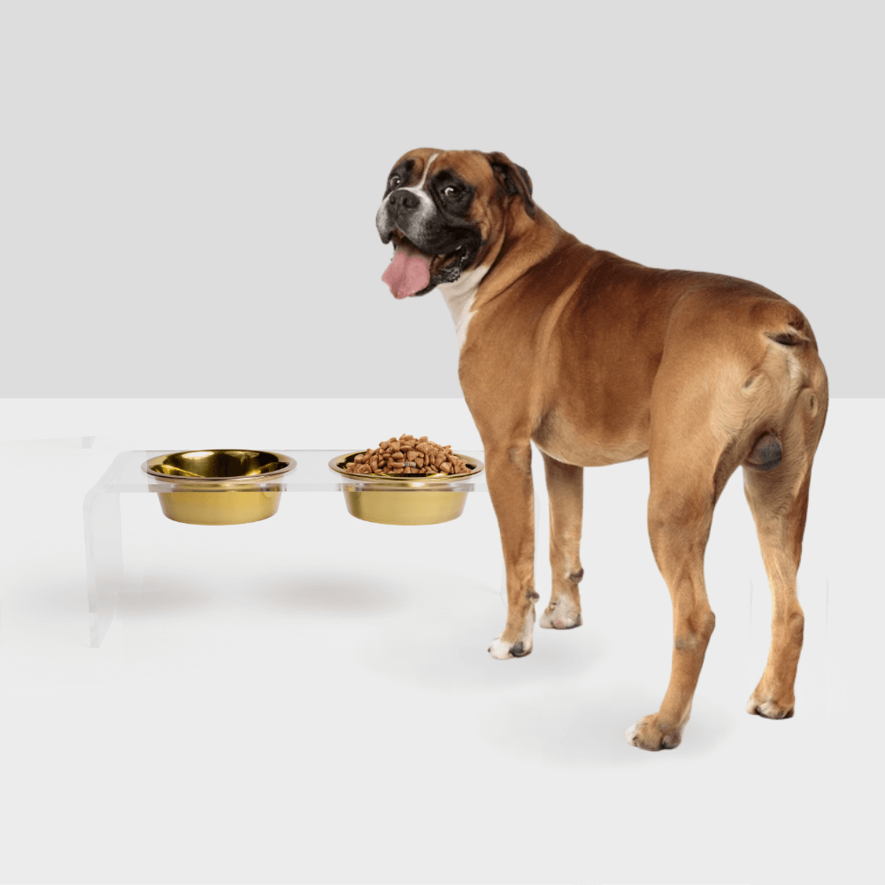 Hiddin Medium Gold Elevated Pet Feeder with clear stand