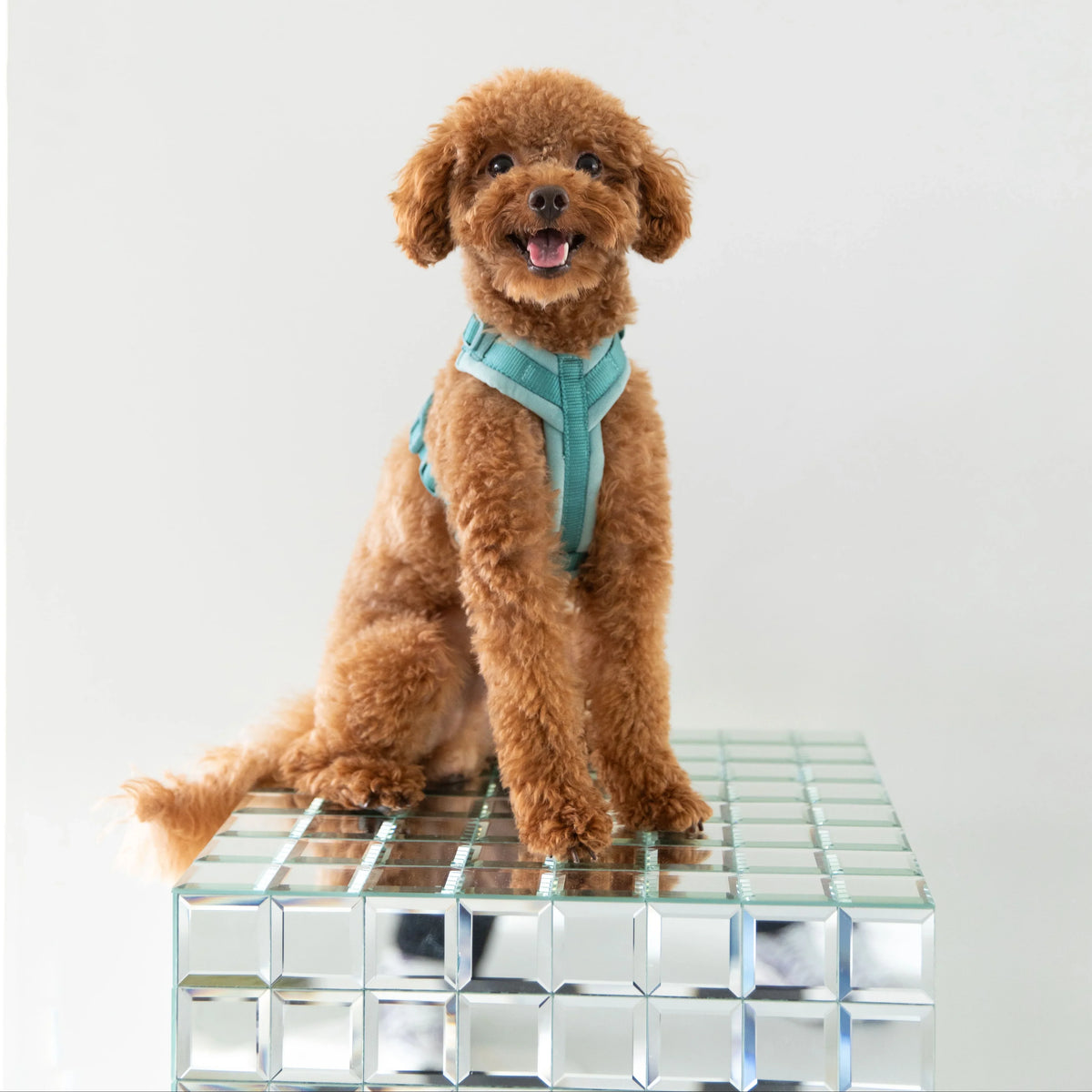 Poodle wearing a FURLOU Velvet Dog Harness - Blue