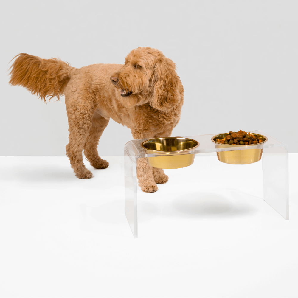 Dog beside a tall clear double gold feeder