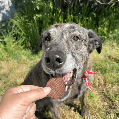 Dog eagerly waiting for a treat held by a person outdoors.