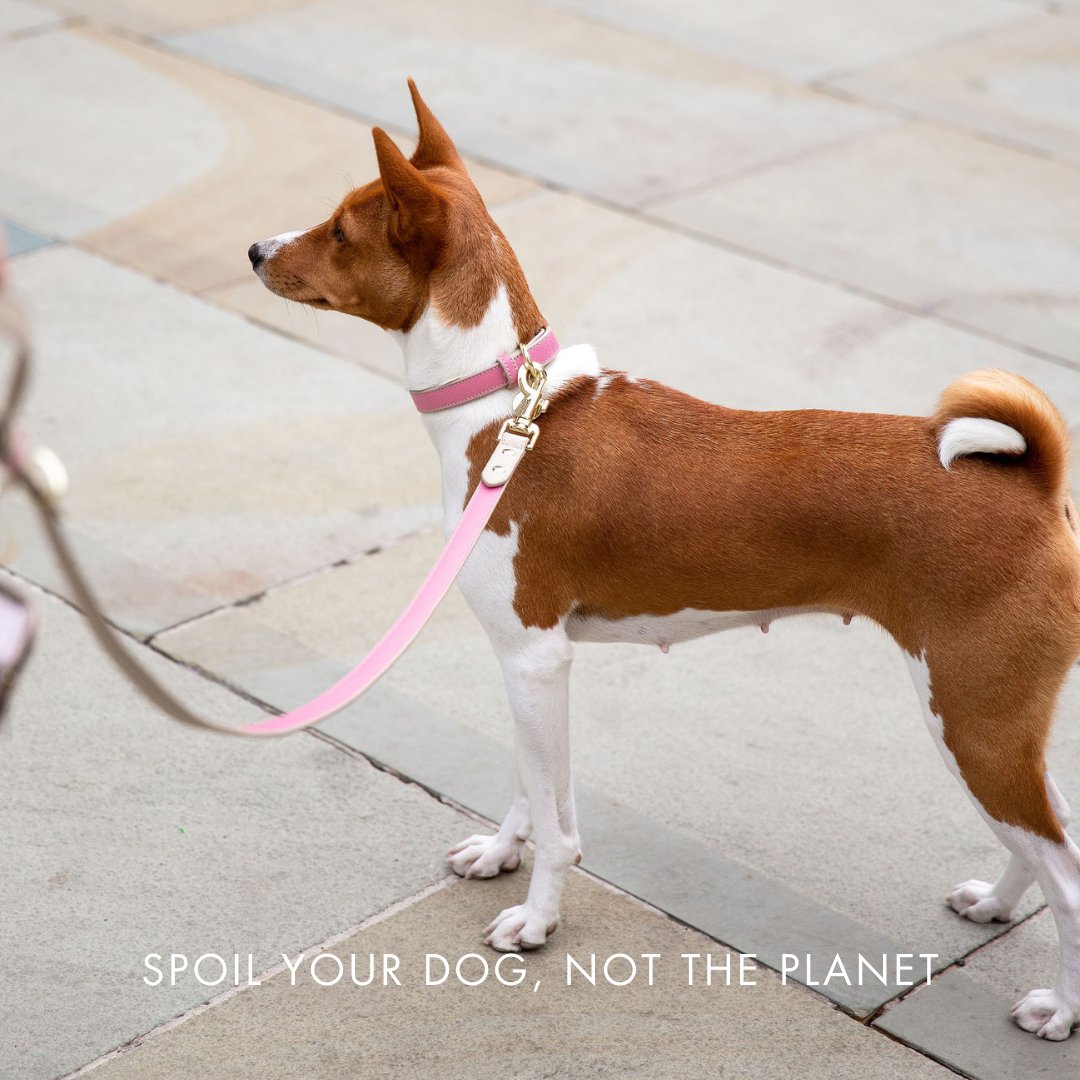 Nina Woof Rio Vegan Leather Dog Collar - additional product image 8