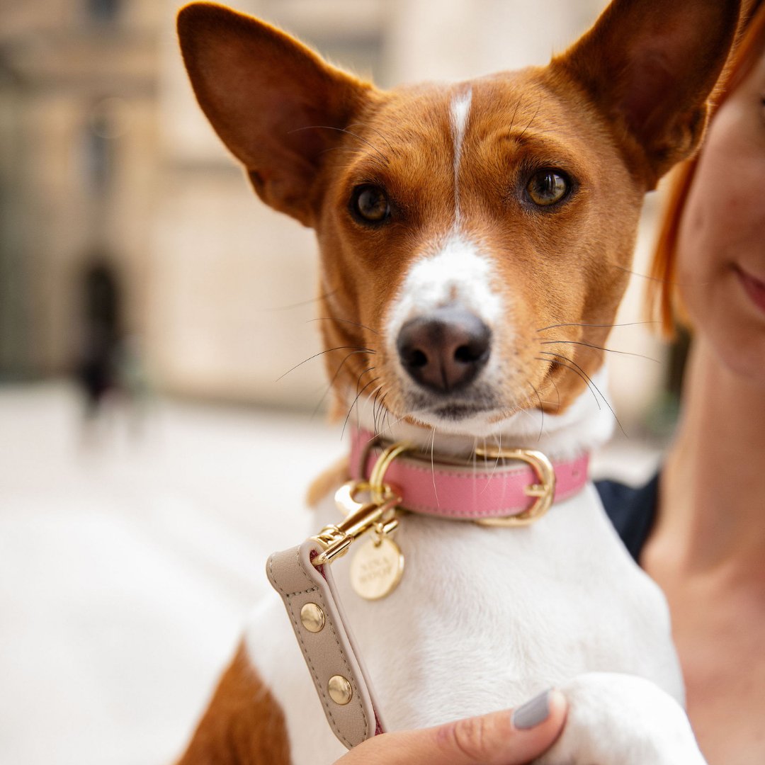 Nina Woof Rio Vegan Leather Dog Collar - additional product image 7