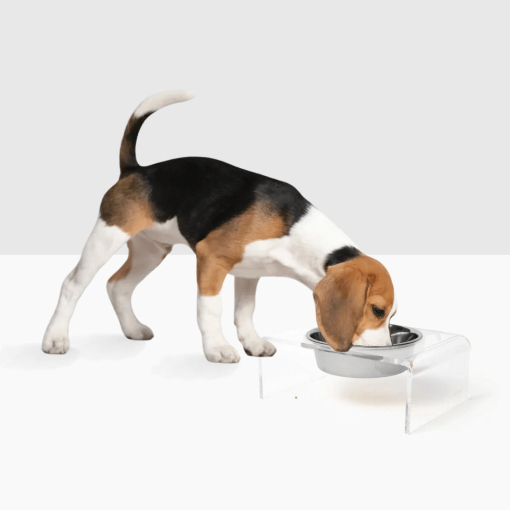 Puppy eating from a clear single silver feeder