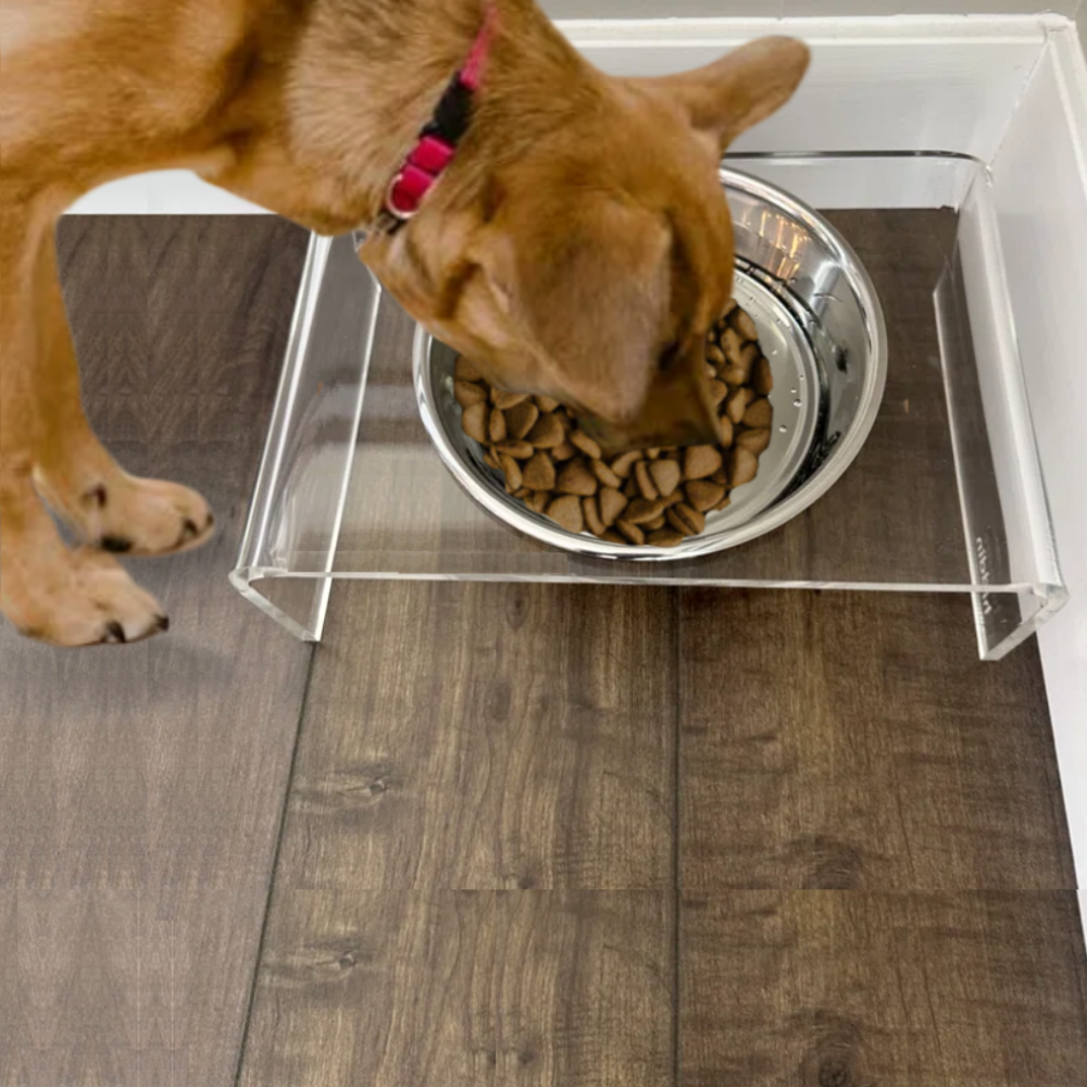 Dog eating from the silver bowl
