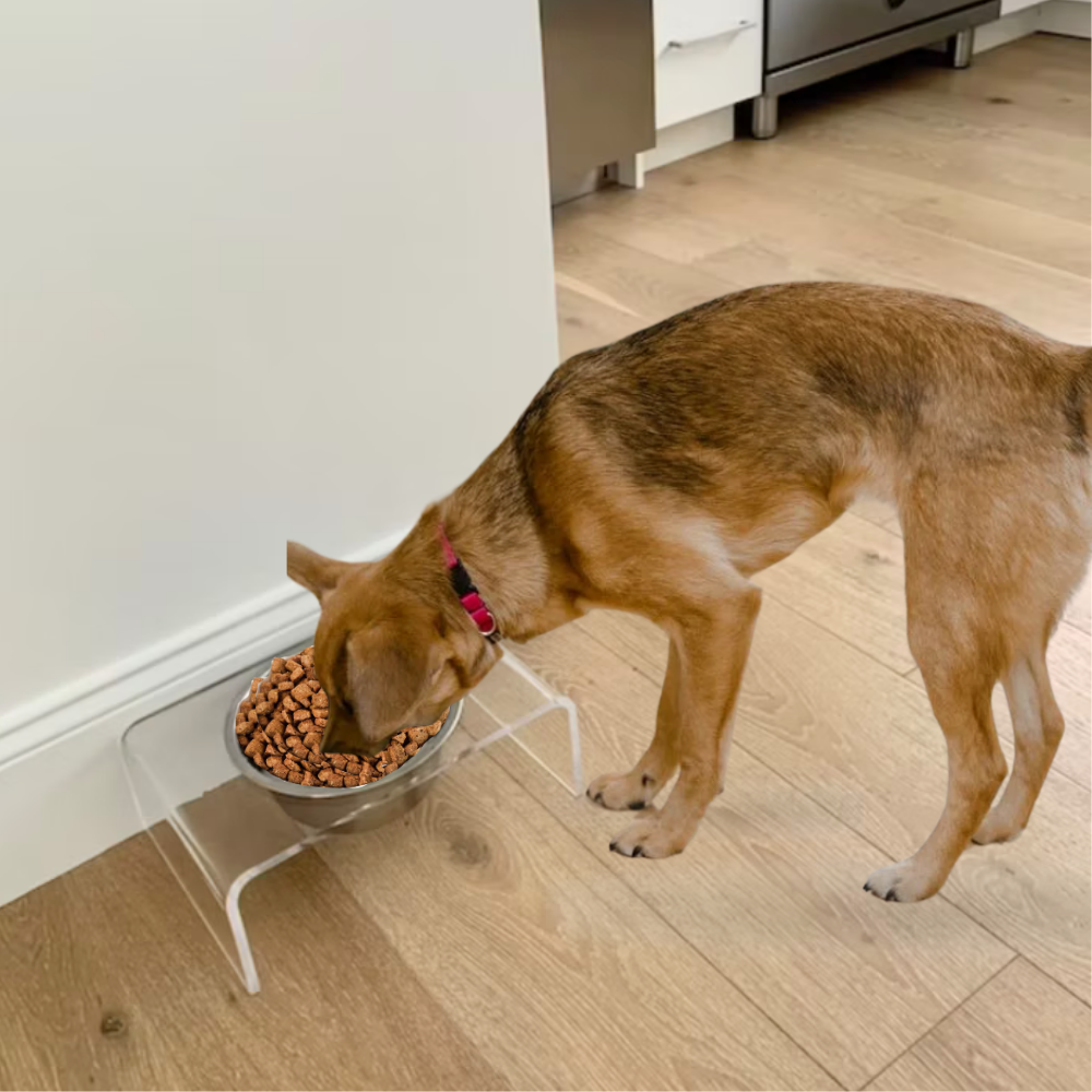Dog eating from a clear single silver feeder