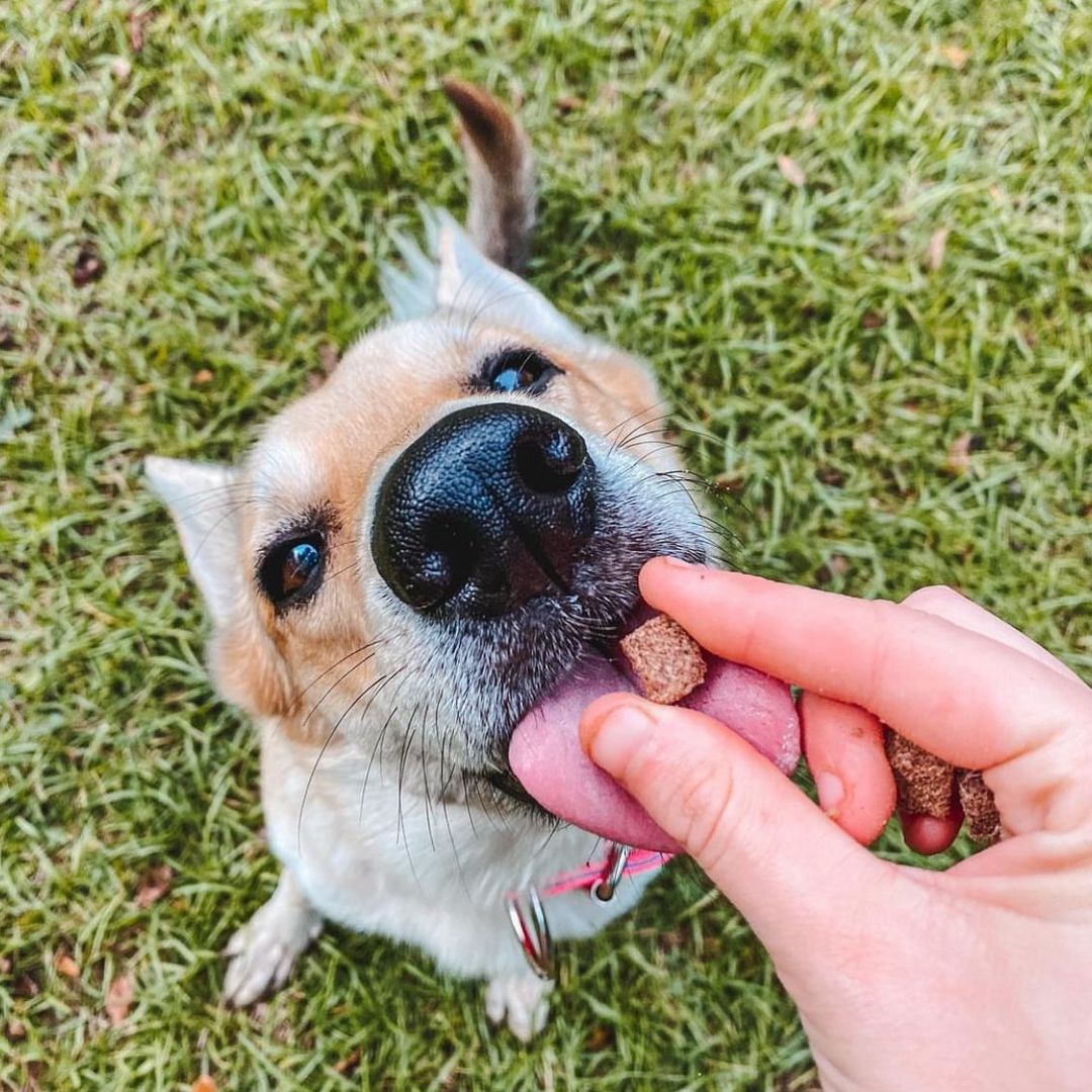 Dog pictured with HOLI Elk & Venison Dog Treats