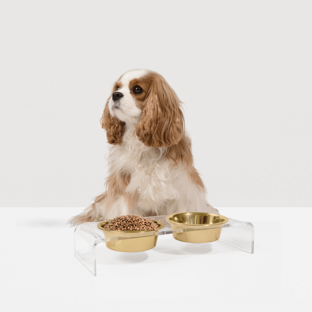 Small clear pet feeder with gold bowls by Hiddin