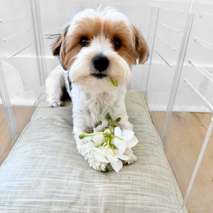 Small clear pet crate with silver latch detail