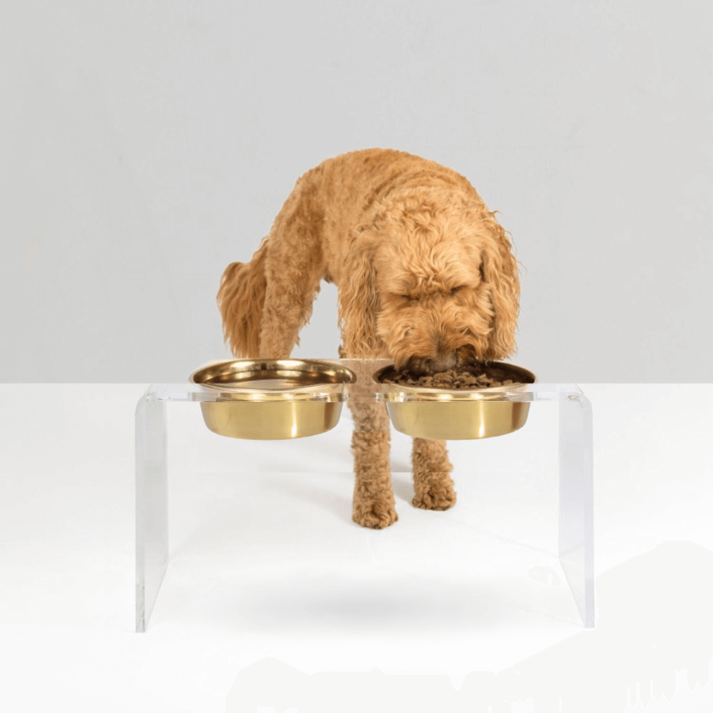 Golden retriever eating from a tall clear double gold feeder