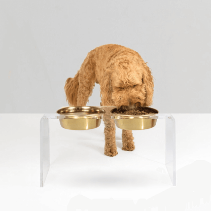 Golden retriever eating from a tall clear double gold feeder