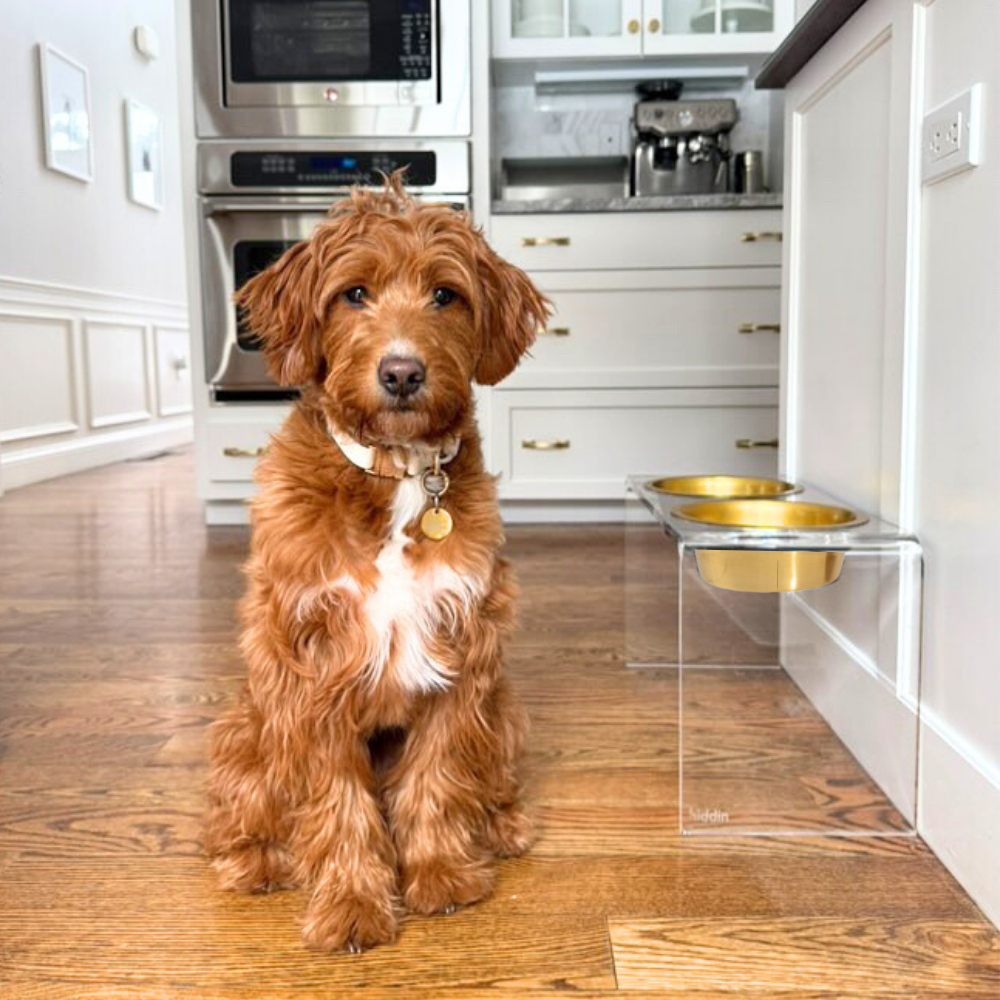 Dog sitting beside the tall clear double gold feeder