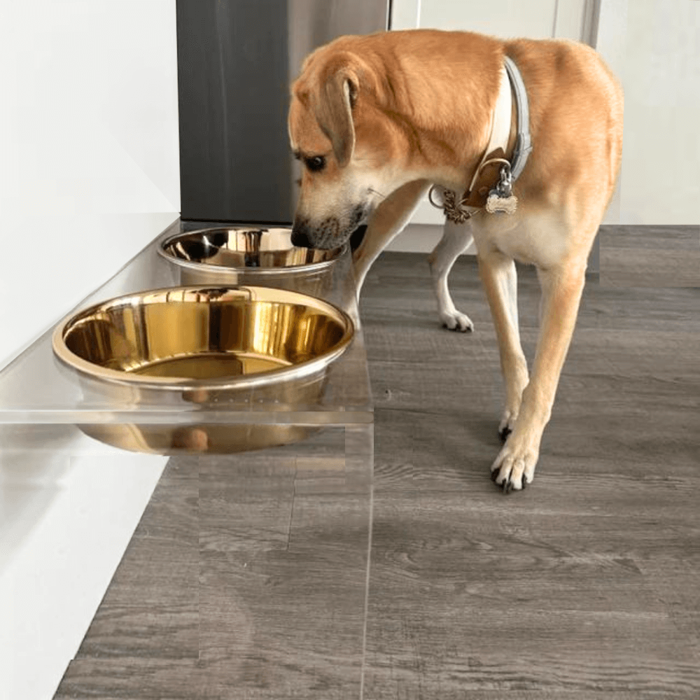 Dog drinking from the tall clear double gold feeder