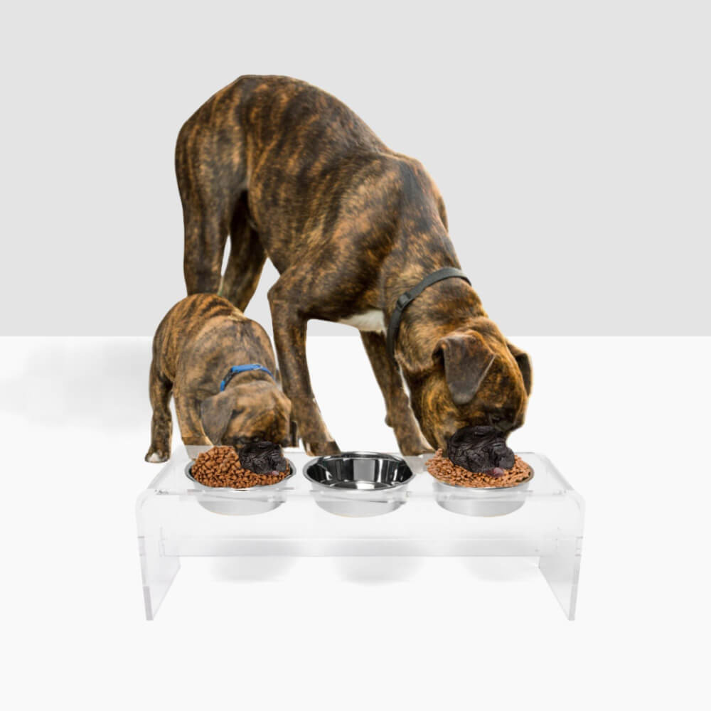 Two dogs eating from the tall clear triple silver feeder