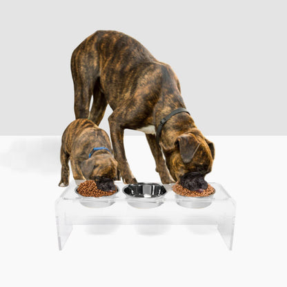 Two dogs eating from the tall clear triple silver feeder